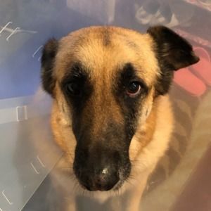 Meet your Posher, Bee